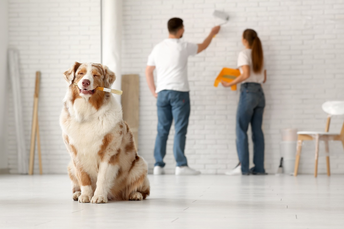 Pet-Proof by Design: Materials and Layout That Stand the Test of Time